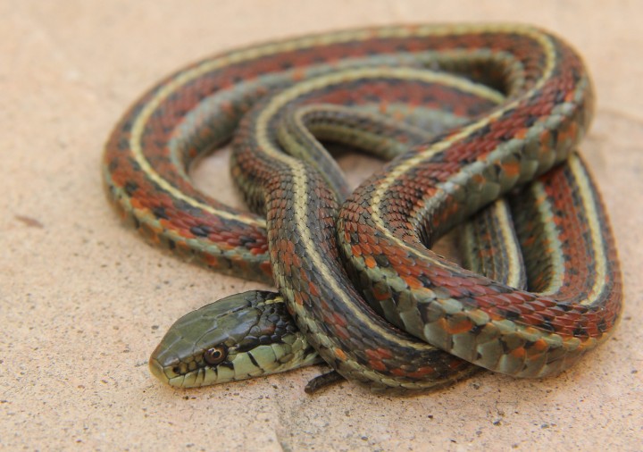 Coast Garter Snake